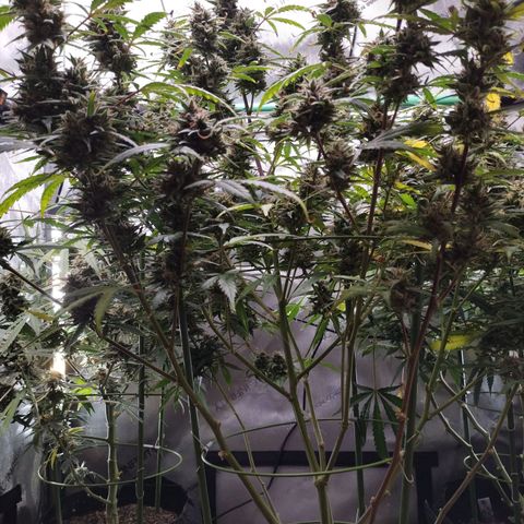 Wedding Glue  #4 growlog timeline photo