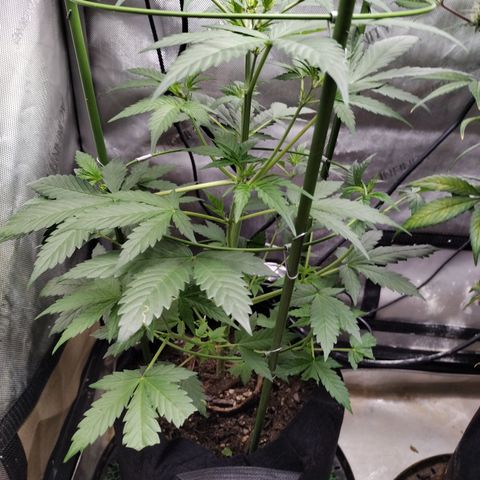 Forbidden Runtz  #1 growlog timeline photo