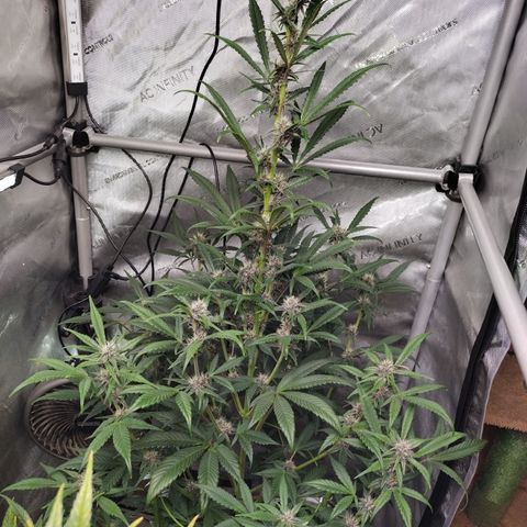 Banana Purple Punch #2 growlog timeline photo