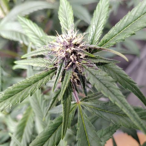 Banana Purple Punch #2 growlog timeline photo