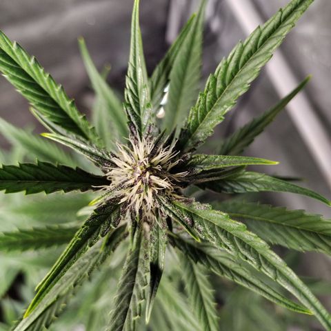 Banana Purple Punch #2 growlog timeline photo