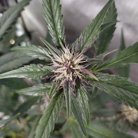 Banana Purple Punch #2 growlog timeline photo