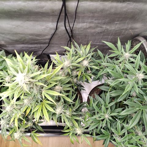 Banana Purple Punch #2 growlog timeline photo