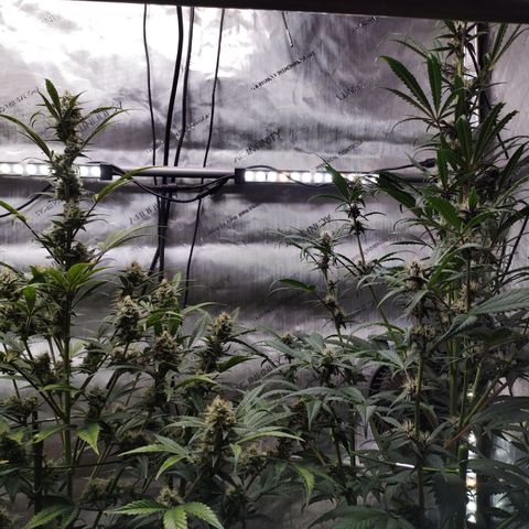 Banana Purple Punch #2 growlog timeline photo