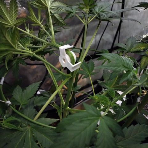 Forbidden Runtz  #1 growlog photo: After LST