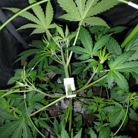Forbidden Runtz  #1 growlog photo: After LST 