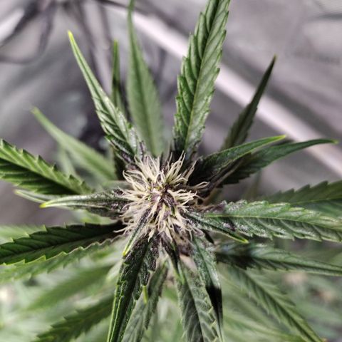 Banana Purple Punch #2 growlog timeline photo