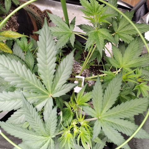 Forbidden Runtz  #1 growlog timeline photo