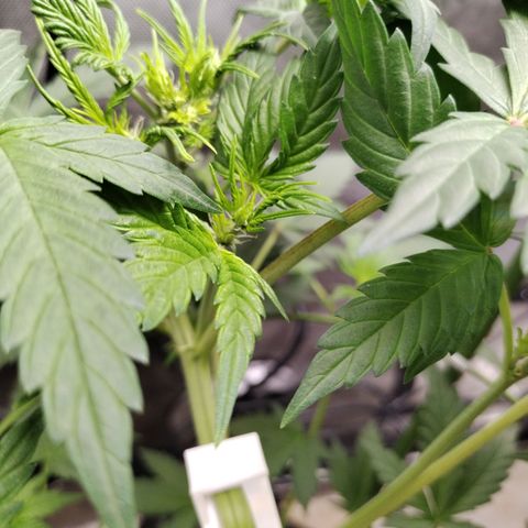 Forbidden Runtz  #1 growlog timeline photo