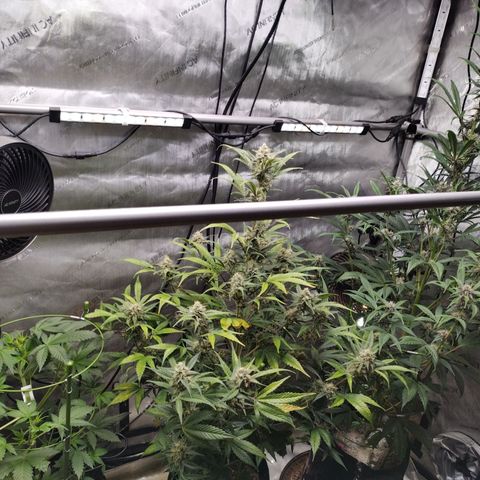 Banana Purple Punch #2 growlog timeline photo
