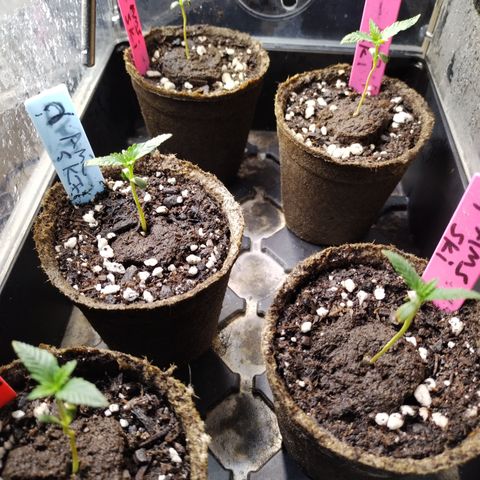 Amnesia Zkittlez  #3 growlog photo: Ready for transplant 