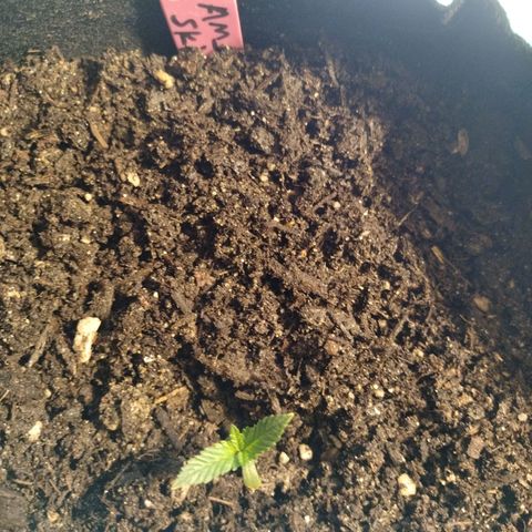Amnesia Zkittlez  #3 growlog photo: Reused fabric pot 