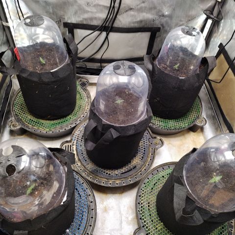 Amnesia Zkittlez  #3 growlog photo: Fabric pots DAY ONE 