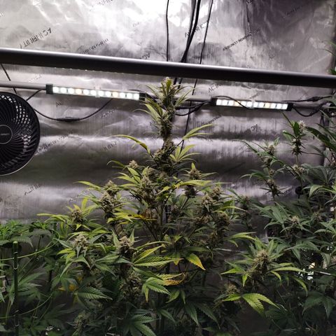 Banana Purple Punch #2 growlog timeline photo