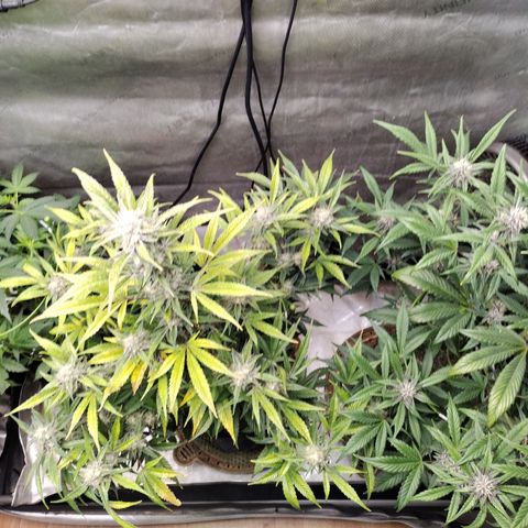 Banana Purple Punch #2 growlog timeline photo