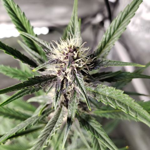 Banana Purple Punch #2 growlog timeline photo