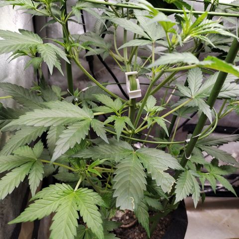 Forbidden Runtz  #1 growlog timeline photo