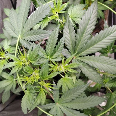 Forbidden Runtz  #1 growlog timeline photo