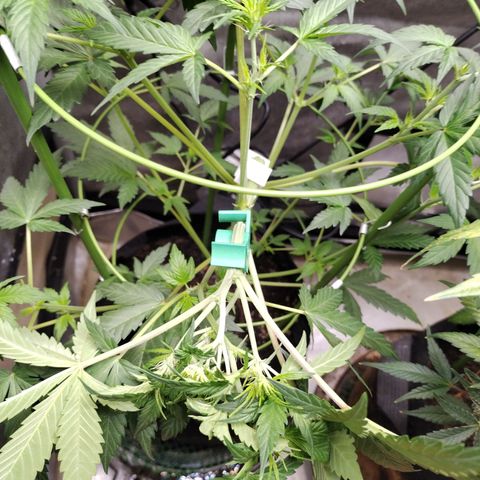 Forbidden Runtz  #1 growlog photo: Installed second LST clip