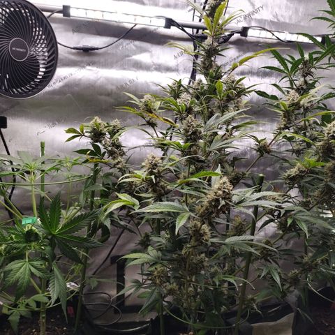 Banana Purple Punch #2 growlog photo: After Lollipopping and Defoliation 