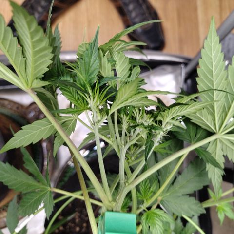 Forbidden Runtz  #1 growlog photo: After LST 