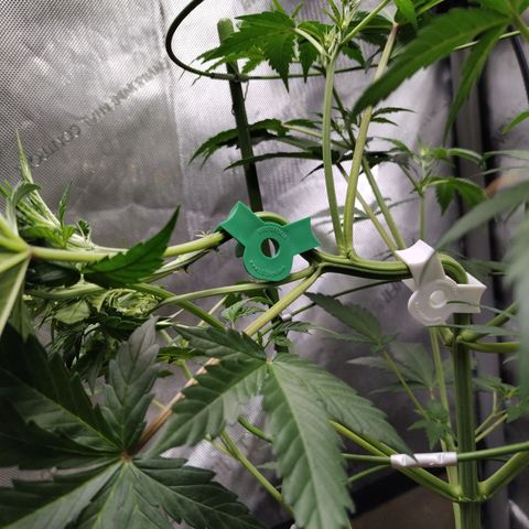 Forbidden Runtz  #1 growlog photo: After second LST clip 