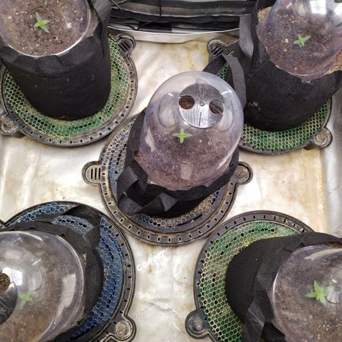 Amnesia Zkittlez  #3 growlog timeline photo