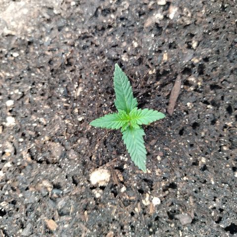 Amnesia Zkittlez  #3 growlog timeline photo