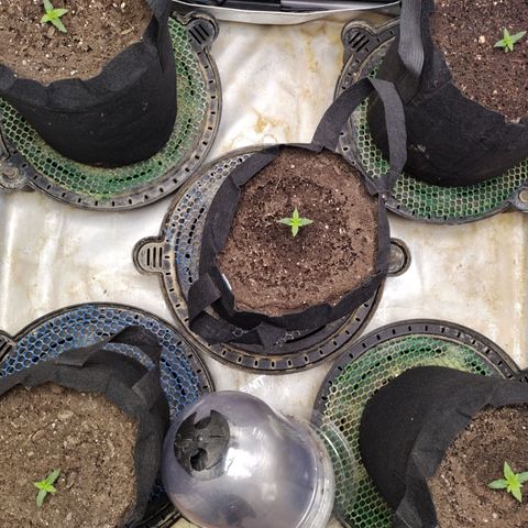 Amnesia Zkittlez  #3 growlog timeline photo