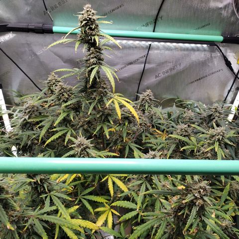 Wedding Glue  #4 growlog timeline photo