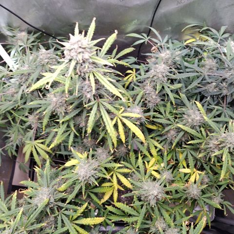 Wedding Glue  #4 growlog timeline photo