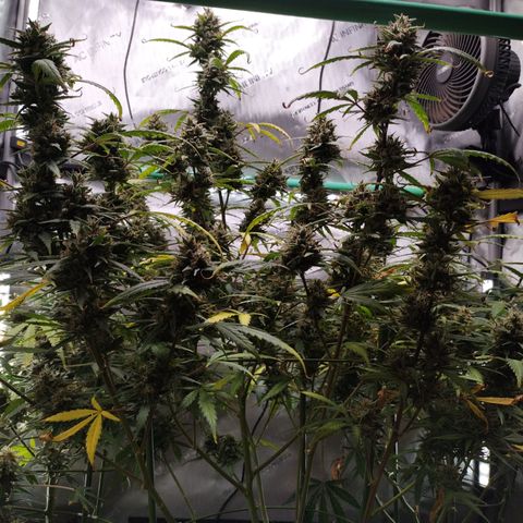 Wedding Glue  #4 growlog timeline photo