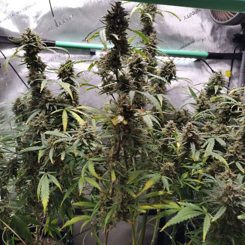 Wedding Glue  #4 growlog photo: After Defoliation 