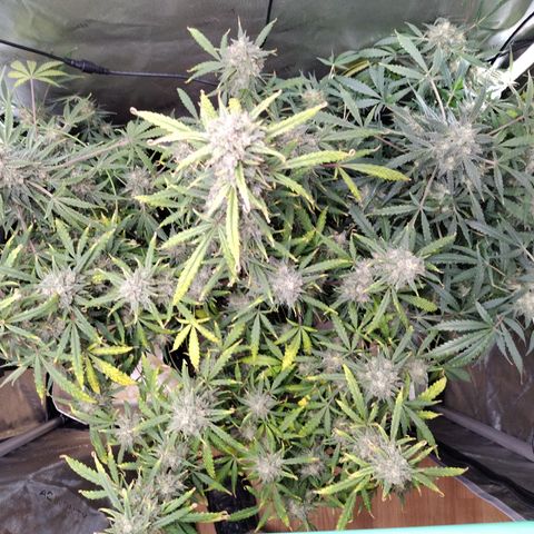 Wedding Glue  #4 growlog timeline photo