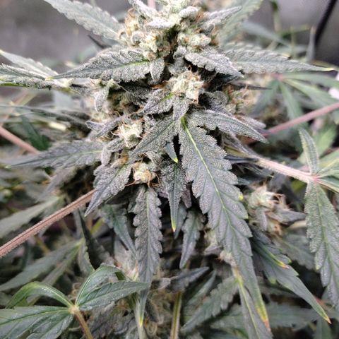 Wedding Glue  #4 growlog timeline photo