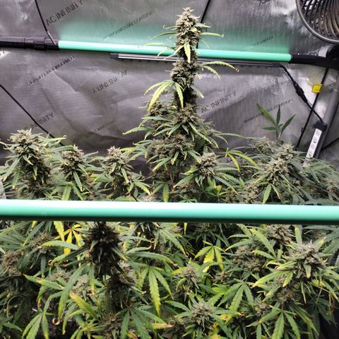 Wedding Glue  #4 growlog timeline photo