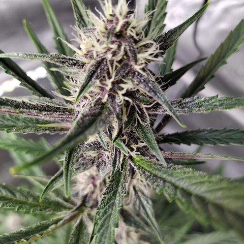 Banana Purple Punch #2 growlog timeline photo