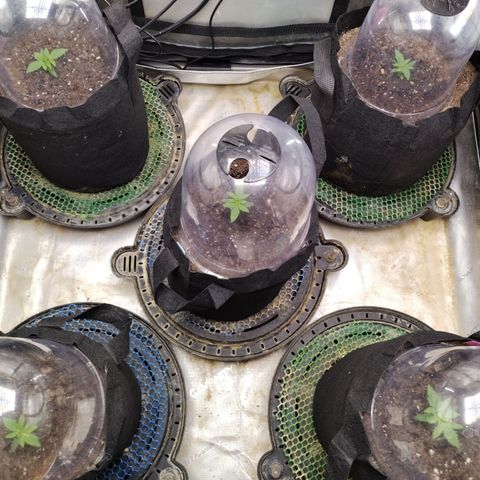 Amnesia Zkittlez  #3 growlog timeline photo