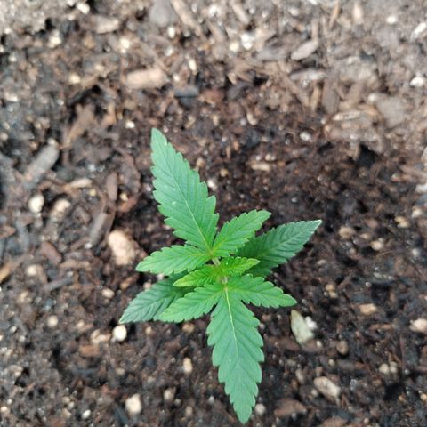 Amnesia Zkittlez  #3 growlog timeline photo