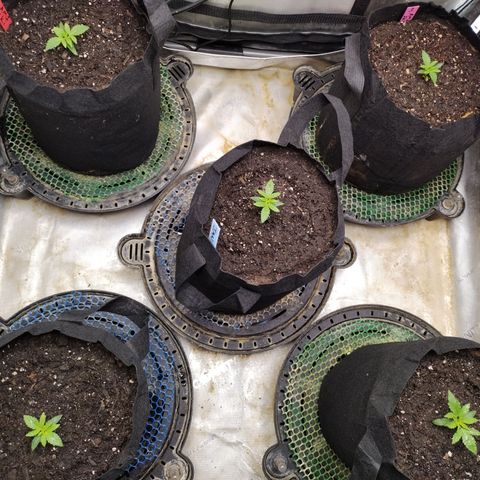 Amnesia Zkittlez  #3 growlog timeline photo