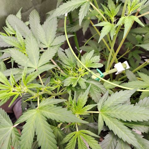 Forbidden Runtz  #1 growlog timeline photo
