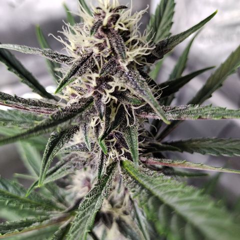 Banana Purple Punch #2 growlog timeline photo
