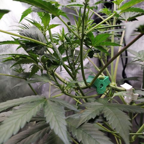 Forbidden Runtz  #1 growlog timeline photo