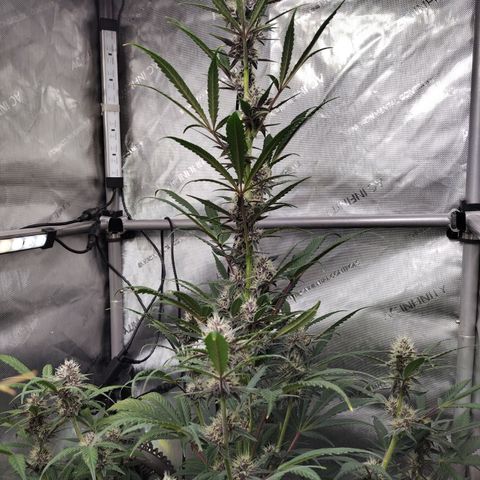 Banana Purple Punch #2 growlog timeline photo