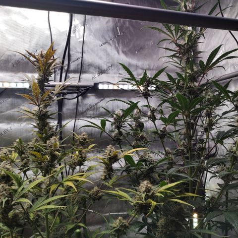 Banana Purple Punch #2 growlog timeline photo