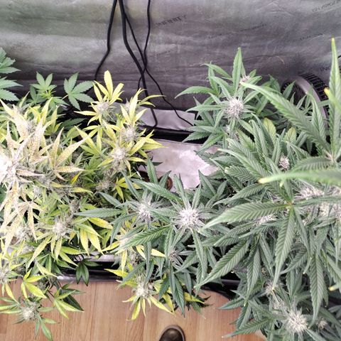 Banana Purple Punch #2 growlog photo: After light Defoliation 