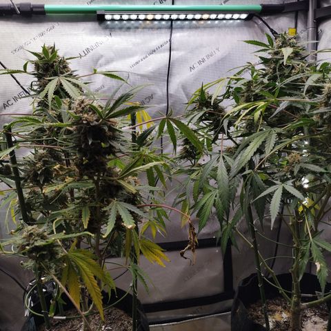 Wedding Glue  #4 growlog timeline photo