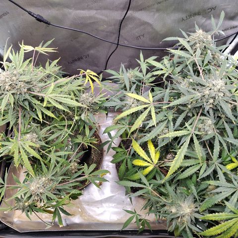 Wedding Glue  #4 growlog timeline photo