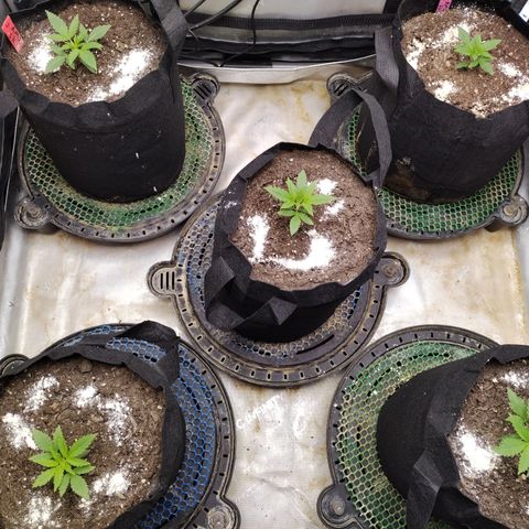 Amnesia Zkittlez  #3 growlog timeline photo