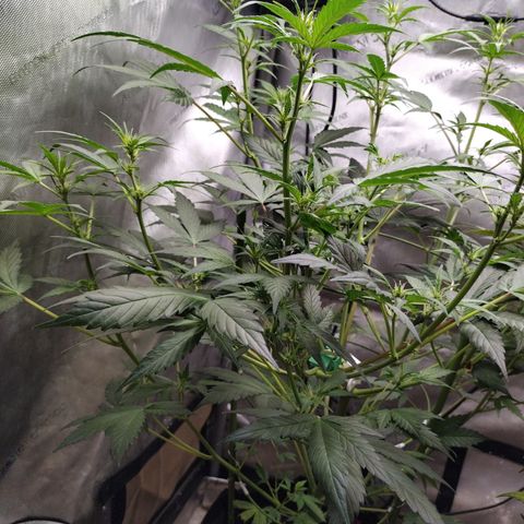 Forbidden Runtz  #1 growlog timeline photo